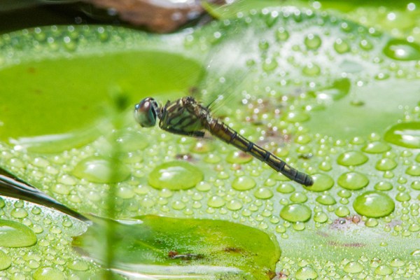 Blue dasher female lay eggs v2_43G0371