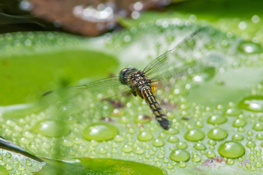 Blue Dasher female lay eggs v2_43G0374