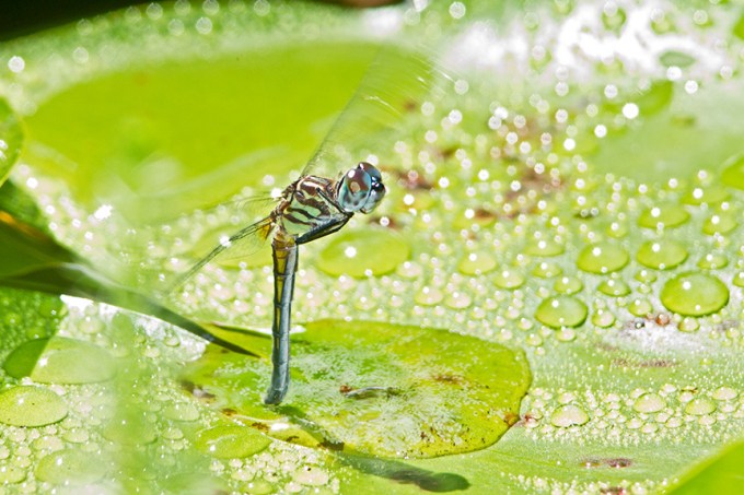 blue dasher female lay eggs v2_43G0389