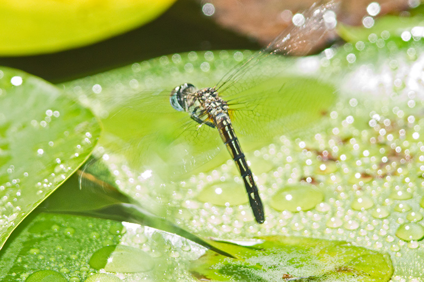 blue dasher female lay eggs v2_43G0390