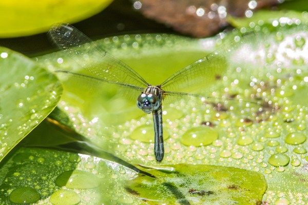 Blue Dasher Female lay eggs v3 43G0388-2