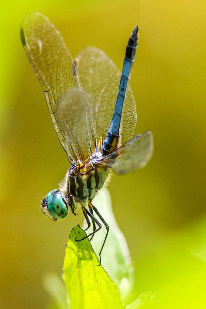 Blue Dasher v2 yard_43G0992