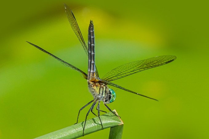 Blue Dasher v2_HP yard 2015 43G0979