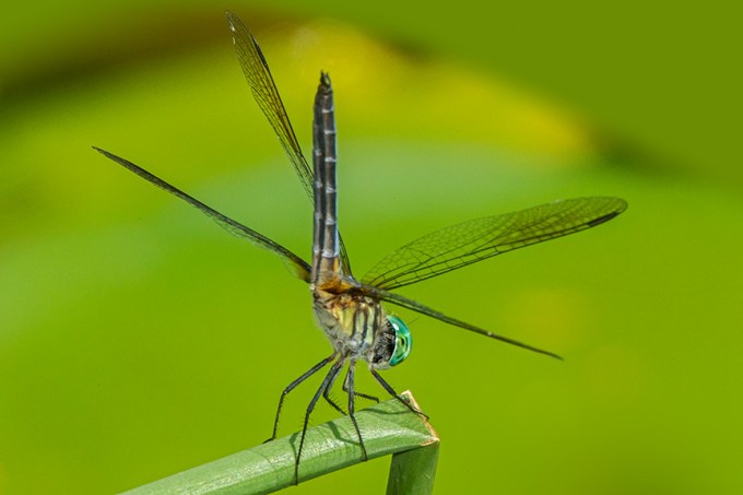 Blue Dasher v2_yard 2015 43G0979