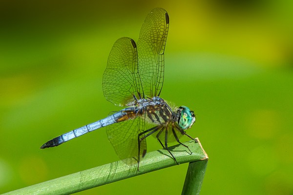 Blue Dasher v3 Pond 2015_43G0914