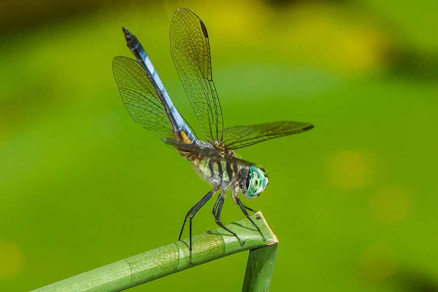 Blue dasher yard 2015 v2_43G1052