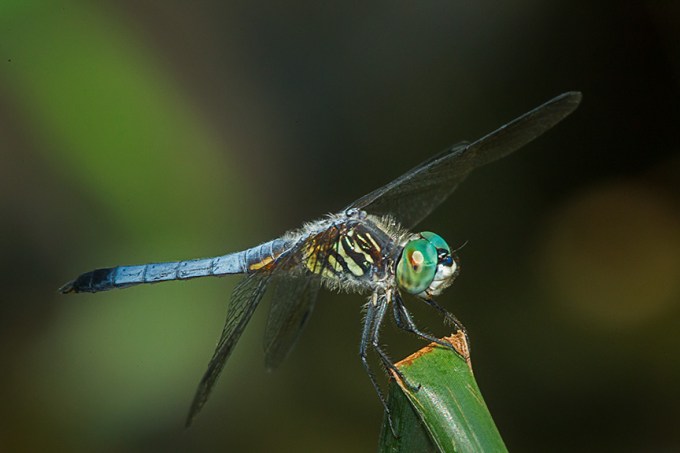 Blue dasher yard 2015 v2_43G1156