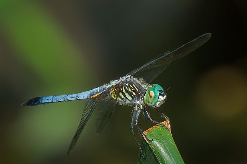 Blue dasher yard 2015 v2_43G1156