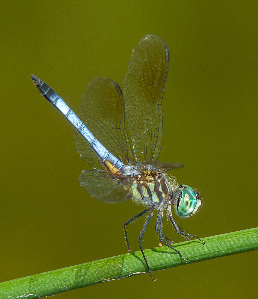 Blue dasher yard 2015 v3_43G1119