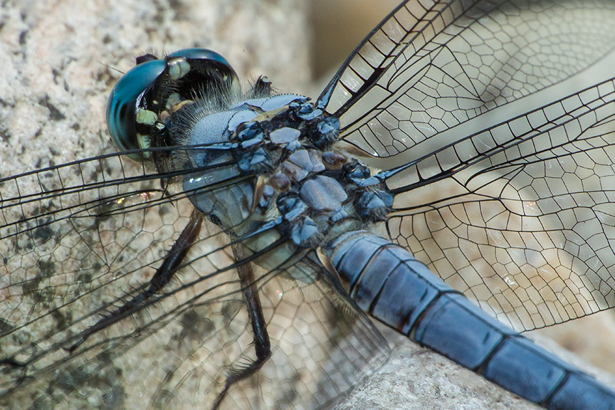 Blue Skimmer v1_43G7939