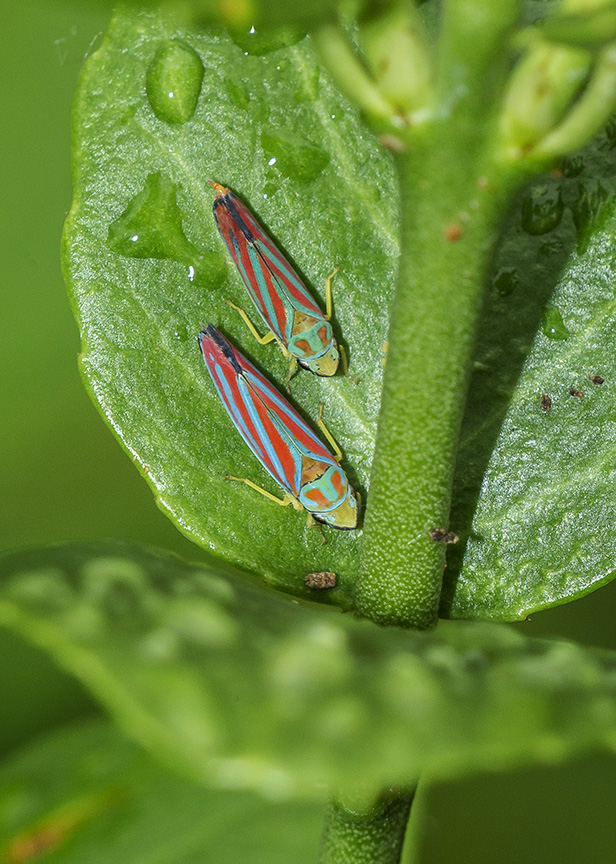 bugs yard v2_43G0164