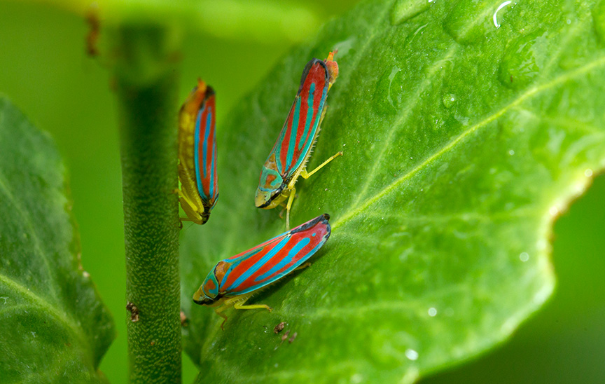 bugs yard v2_43G0177