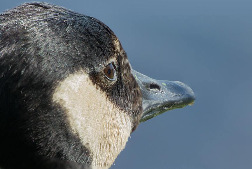 Canada goose cu v1_43G0727