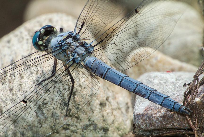 dragonfly pano set2_43G7964