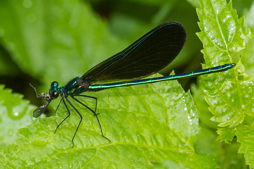 Ebony Jewelwing w meal v2 yard_MG_7713