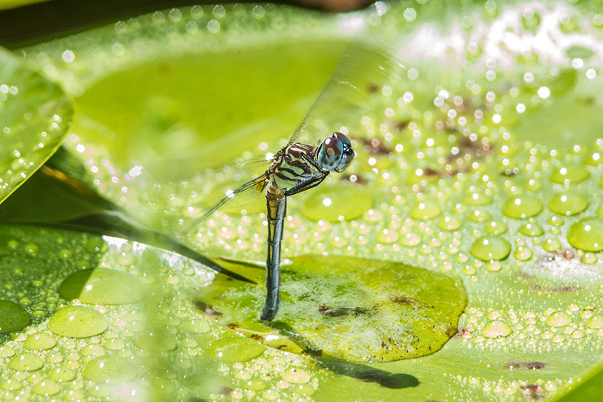 Female Blue Dasher lay eggs v1_43G0389
