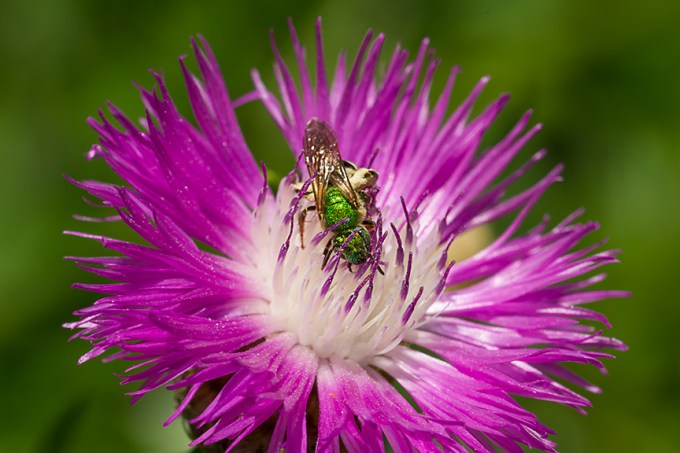 Metallic Green Bee McFaul v1_43G8514