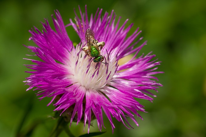 metallic green bee mcfaul v1_43G8521