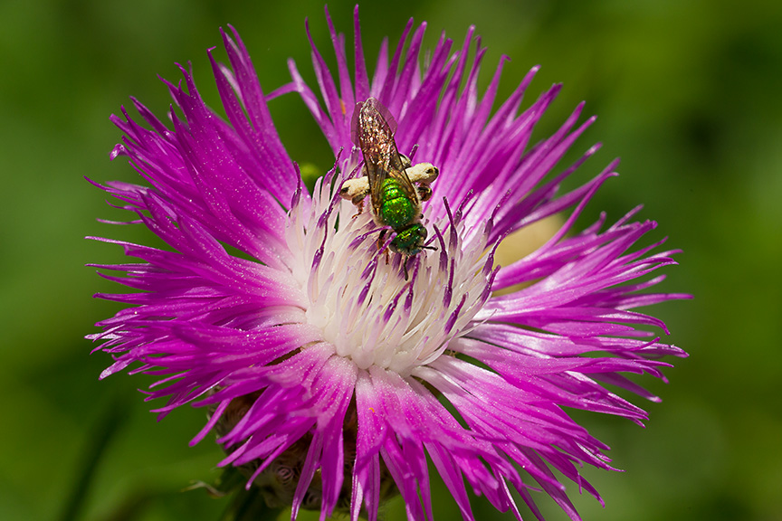 metallic green bee v2_43G8519