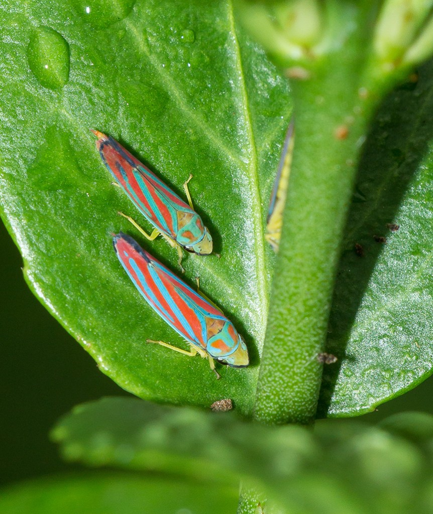 yard bugs v1_43G0173