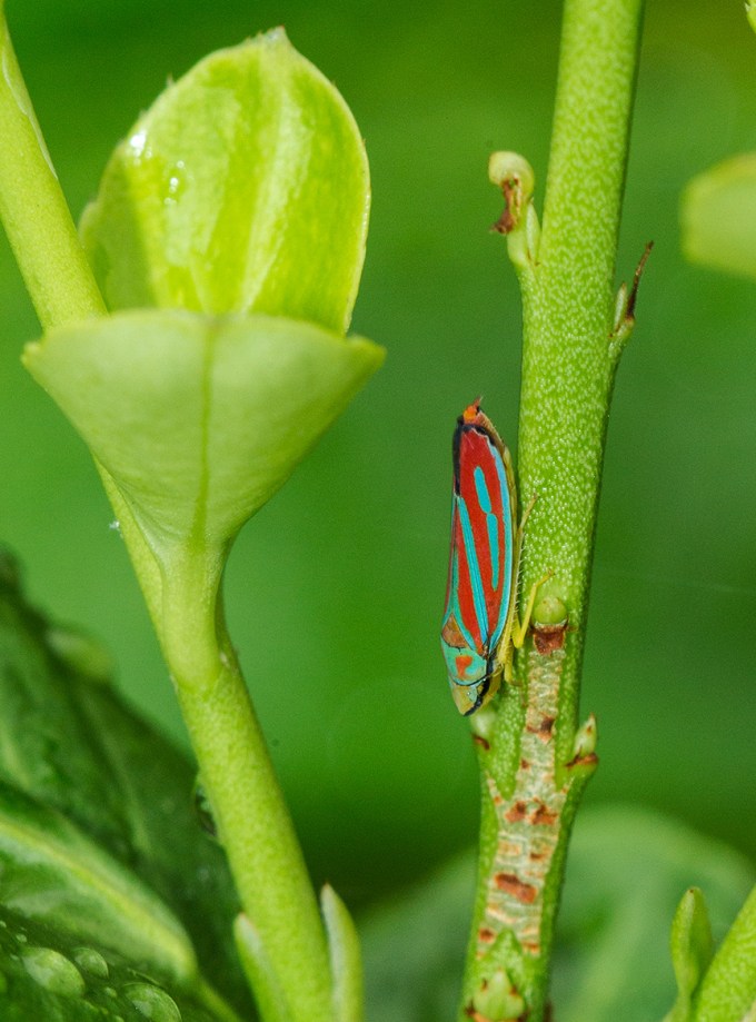 yard bugs v2_43G0166