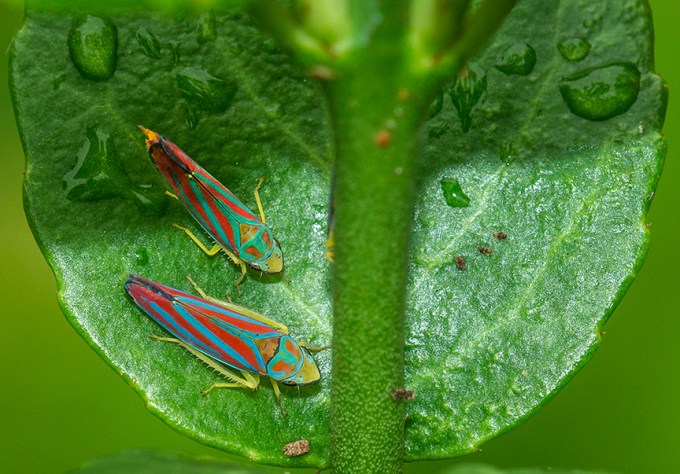 yard bugs v4 2015_43G0151