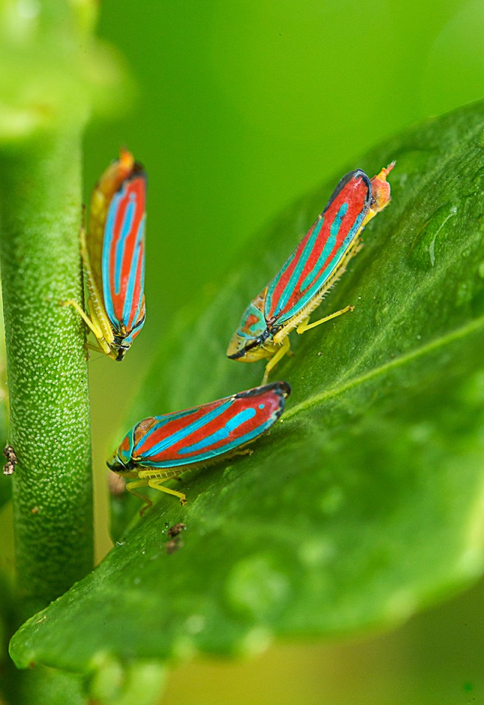 yard stk bug v3_43G0188