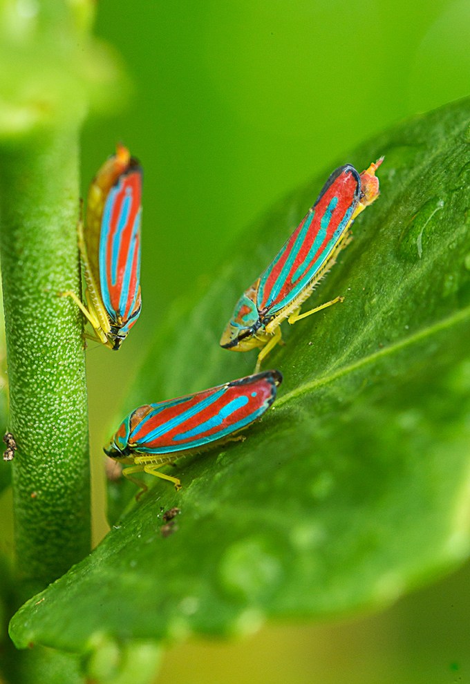 yard stk bug v3_43G0188