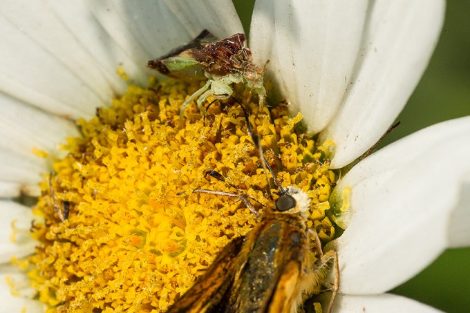 ambush bug jagged eat v2_43G5183