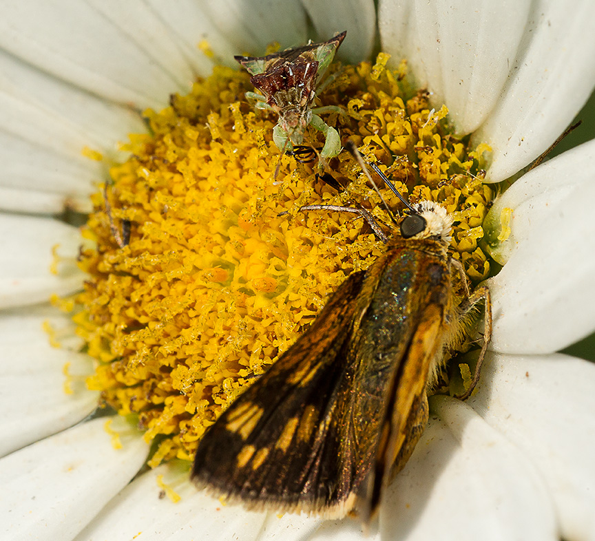 ambush bug jagged eat v2_43G5194