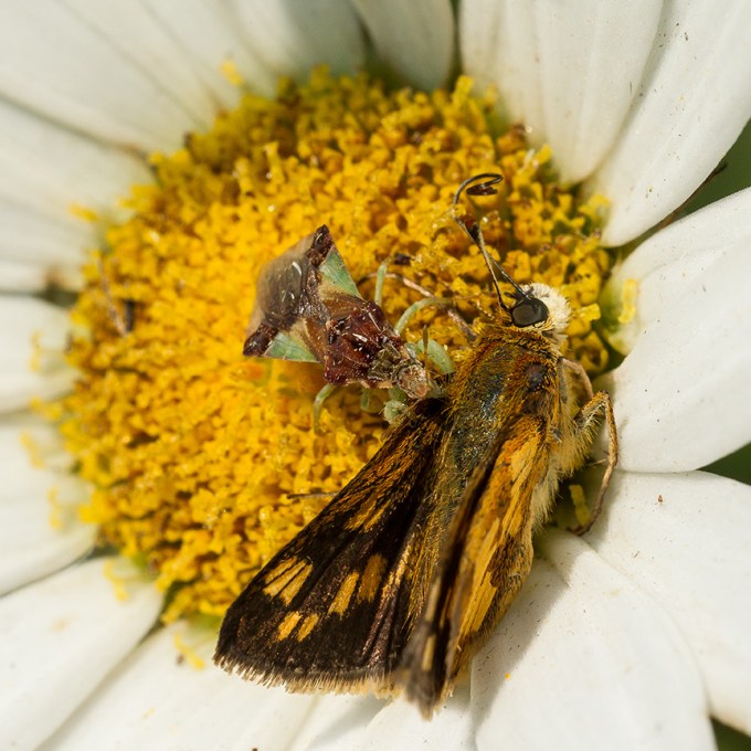 ambush bug jagged eat v2_43G5201