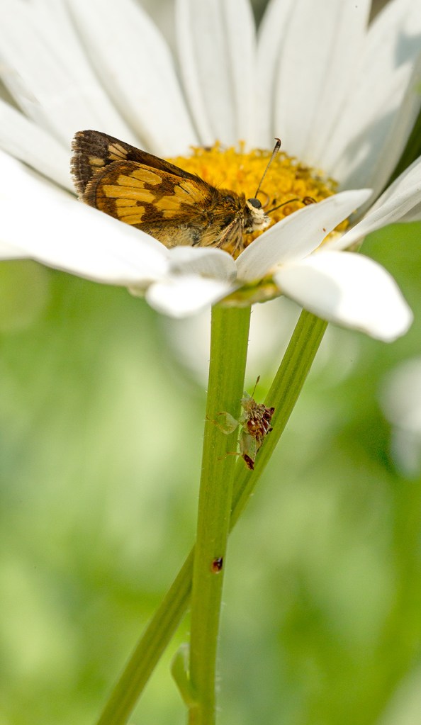 ambush bug jagged eat v2_43G5238