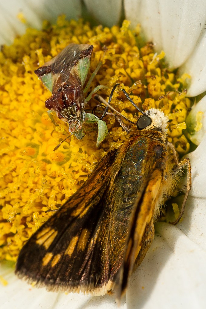 ambush bug jagged eat v3_43G5195