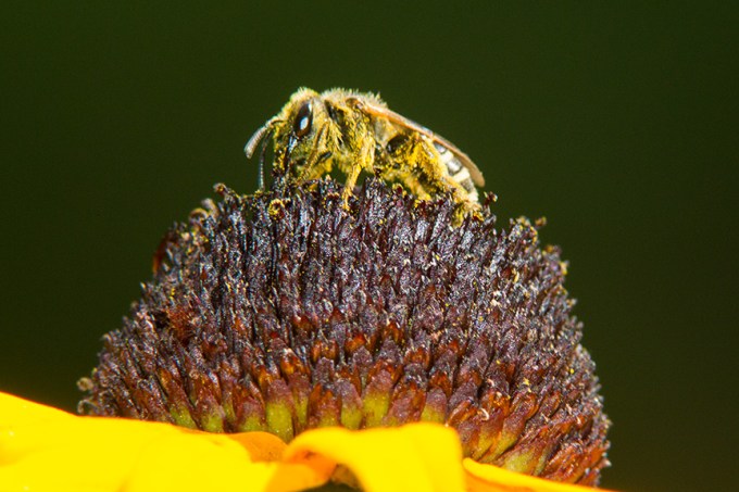 bee blk eyed susan v2_43G3745