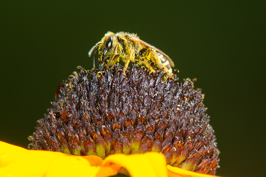 bee blk eyed susan v2_43G3745