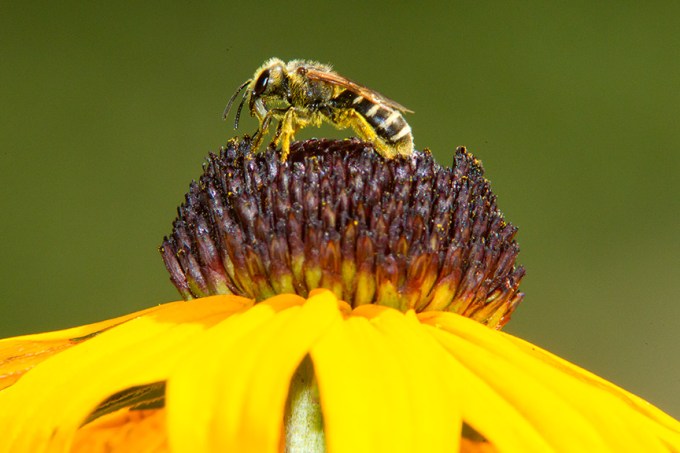 bee blk eyed susan yard v1_43G3785