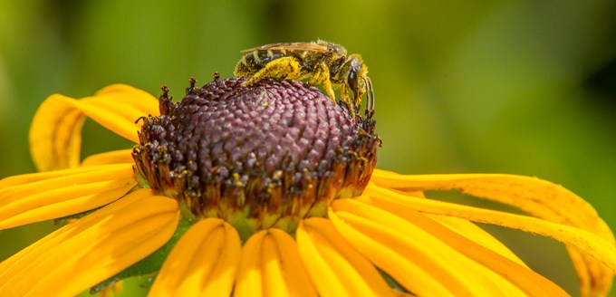 bee blkeyed susan yard v2_43G3780