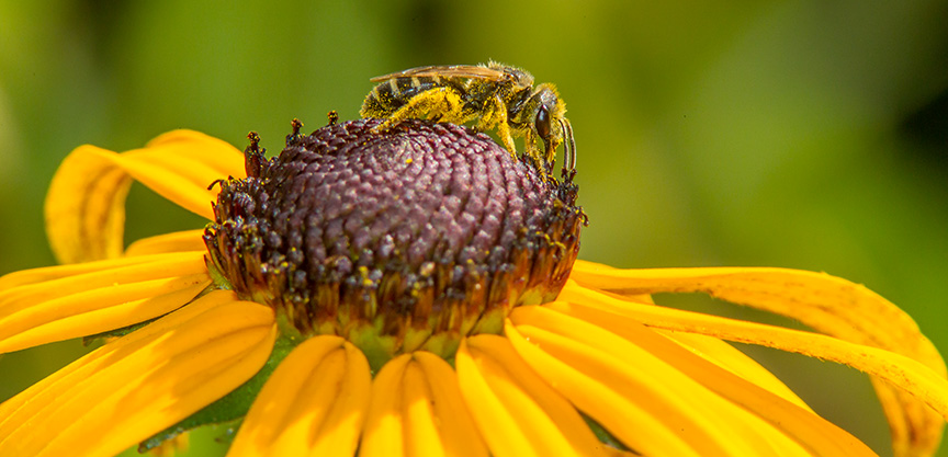 bee blkeyed susan yard v2_43G3780