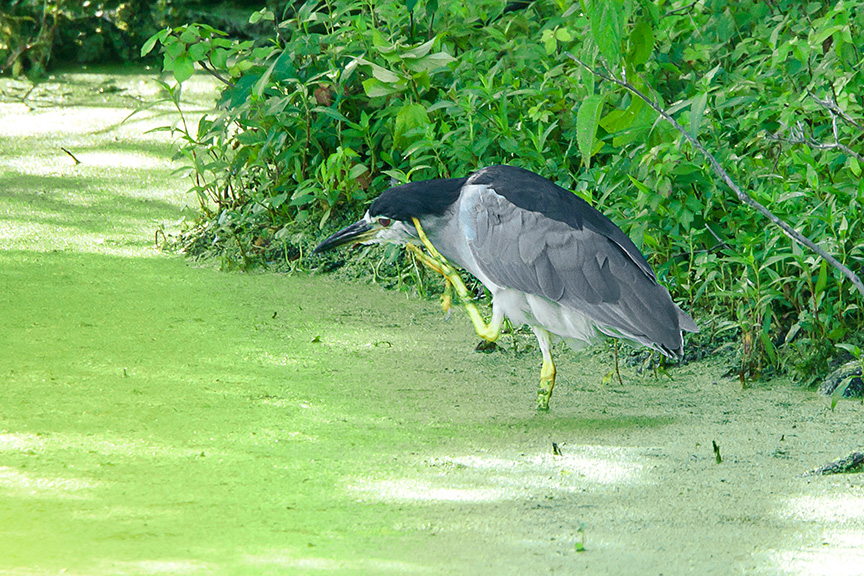 Black-crowned Night-heron v4_43G3958