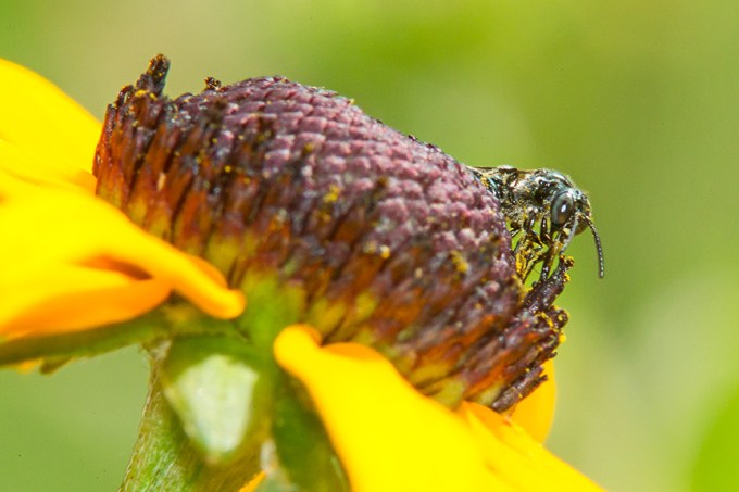 Blk eyed-susan bug_v3 43G3676