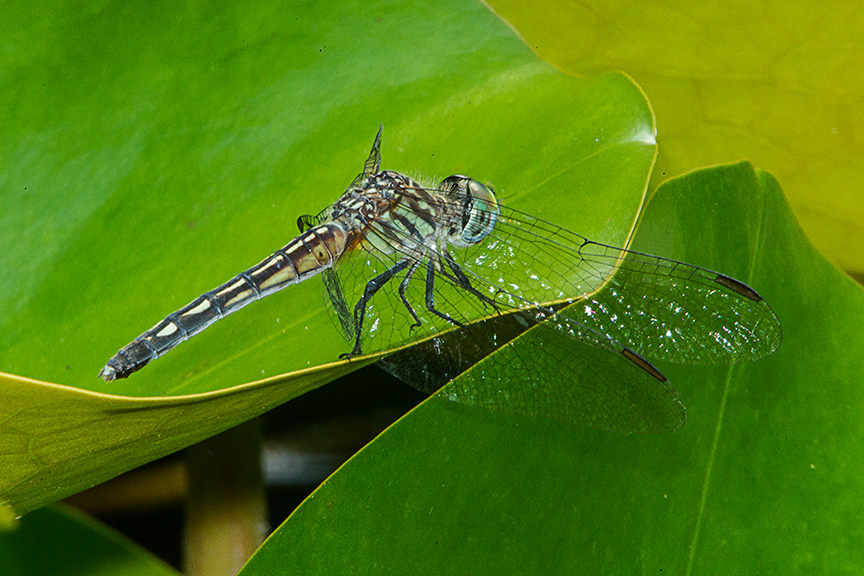 Blue Dasher female yard v2_43G2102