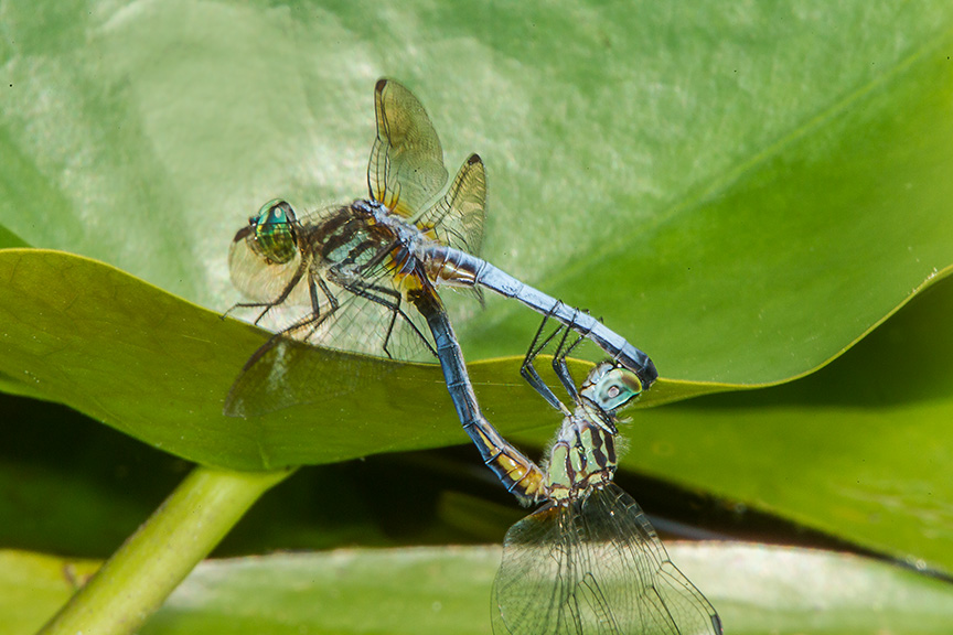 Blue Dasher mating yard v2_43G2087