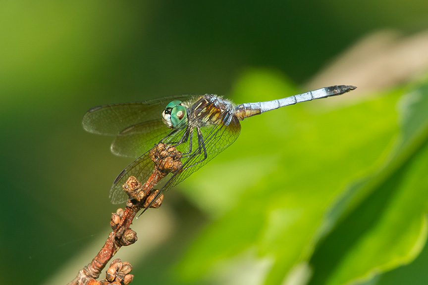 blue dasher v1 cf_43G2504