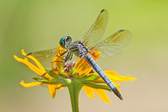 blue dasher v2_43G1167
