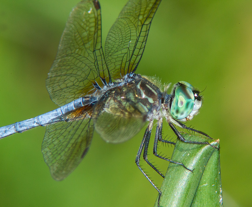 Blue Dasher v2_43G3808