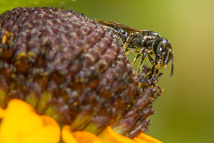 bug blk-eyed susan v4_43G3750