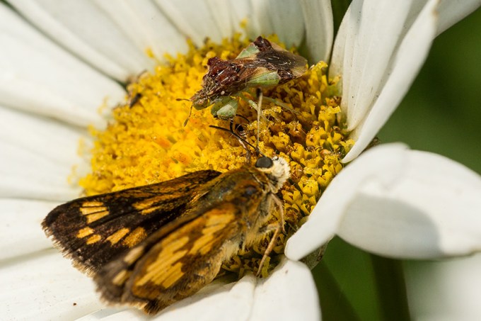 bug eat moth v2_43G5168