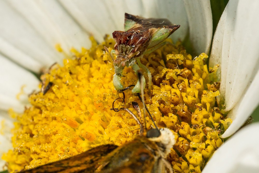 bug eats moth v4_43G5176
