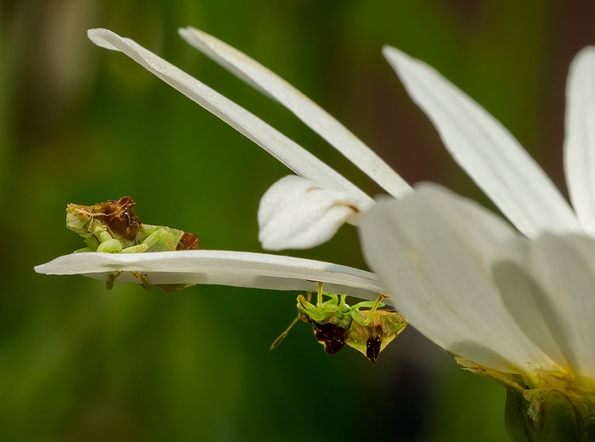 bug yard 2015 v4_43G4966