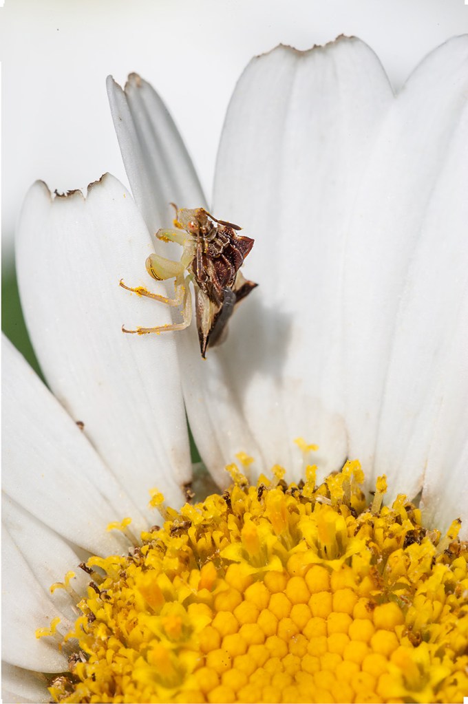 bug yard stack_80I6048